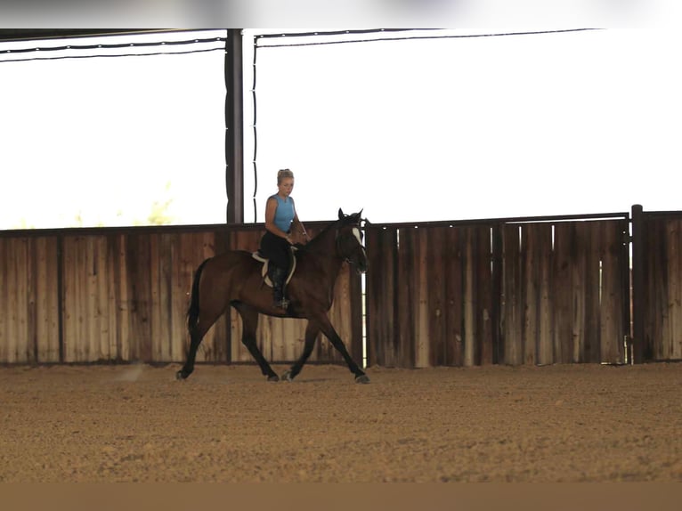American Quarter Horse Wallach 13 Jahre 150 cm Rotbrauner in Stephenville TX