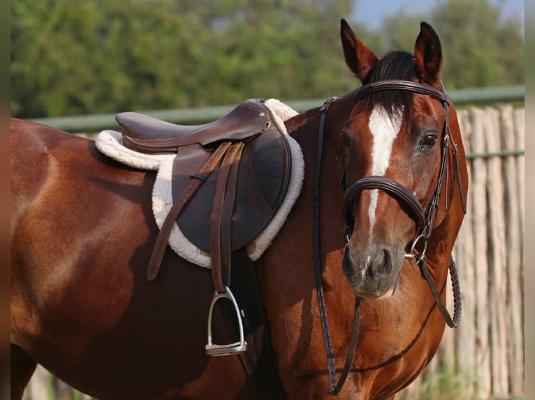 American Quarter Horse Wallach 13 Jahre 150 cm Rotbrauner in Stephenville TX