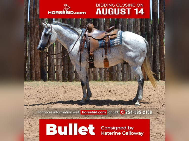 American Quarter Horse Wallach 13 Jahre 150 cm Schimmel in Godley, TX