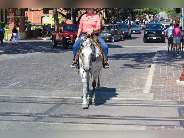 American Quarter Horse Wallach 13 Jahre 150 cm Schimmel in Godley, TX