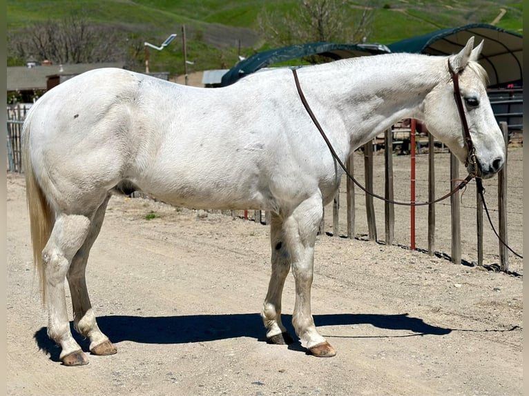 American Quarter Horse Wallach 13 Jahre 150 cm Schimmel in Bitterwater CA