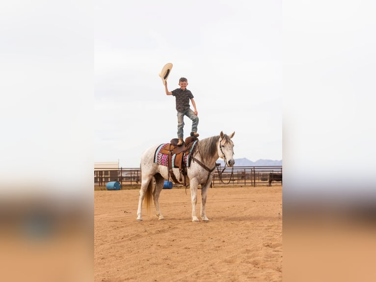 American Quarter Horse Wallach 13 Jahre 150 cm Schimmel in Wickenburg AZ