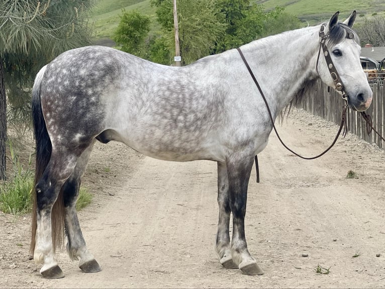 American Quarter Horse Wallach 13 Jahre 150 cm Schimmel in Paicines CA
