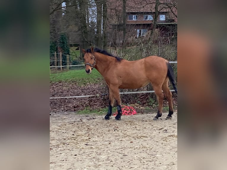 American Quarter Horse Wallach 13 Jahre 150 cm in Haltern am See