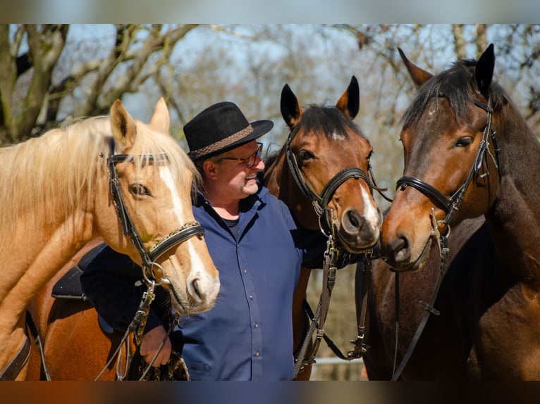 American Quarter Horse Wallach 13 Jahre 152 cm Brauner in Borken