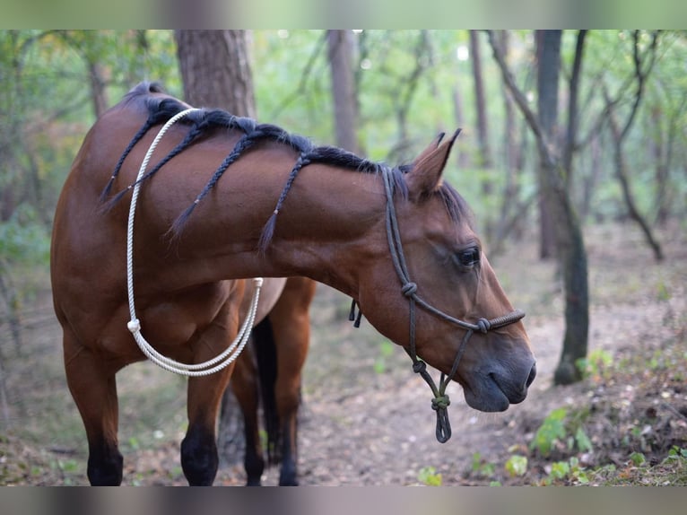 American Quarter Horse Wallach 13 Jahre 152 cm Brauner in Borken