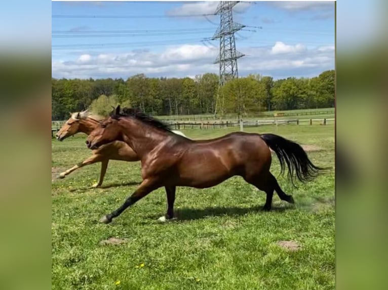 American Quarter Horse Wallach 13 Jahre 152 cm Brauner in Borken