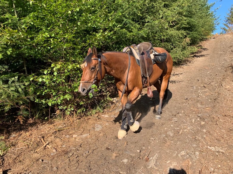 American Quarter Horse Wallach 13 Jahre 152 cm Brauner in Borken