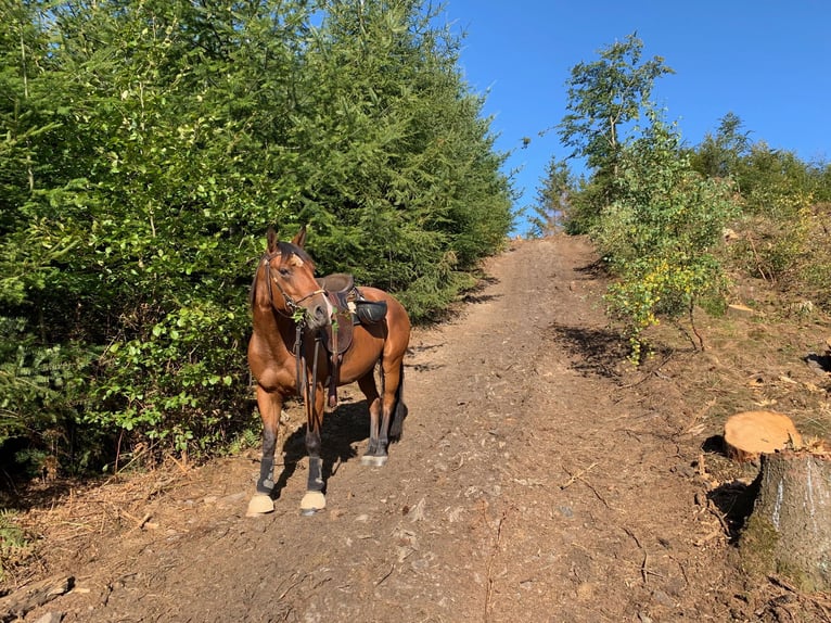 American Quarter Horse Wallach 13 Jahre 152 cm Brauner in Borken