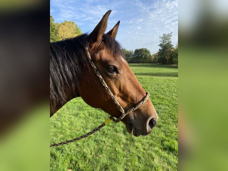 American Quarter Horse Wallach 13 Jahre 152 cm Brauner in Borken