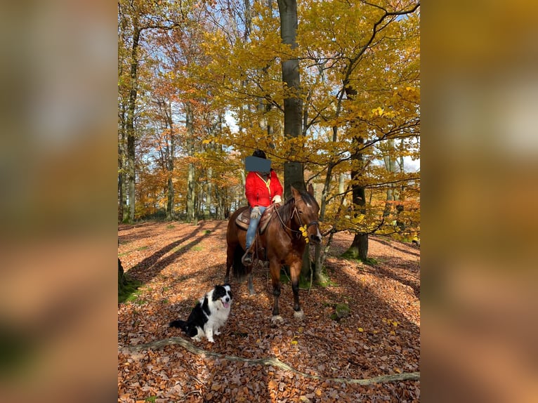 American Quarter Horse Wallach 13 Jahre 152 cm Brauner in Borken