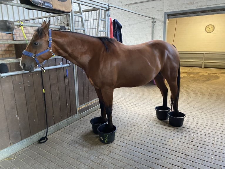 American Quarter Horse Wallach 13 Jahre 152 cm Brauner in Borken