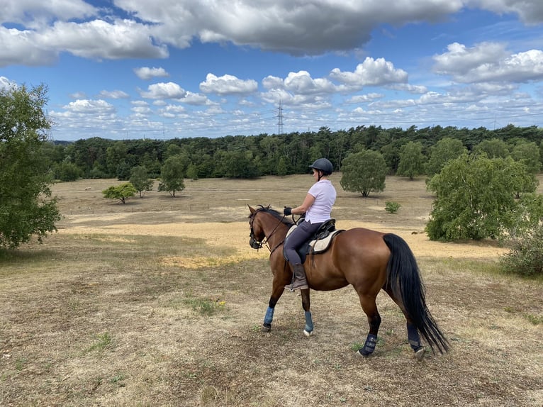 American Quarter Horse Wallach 13 Jahre 152 cm Brauner in Borken