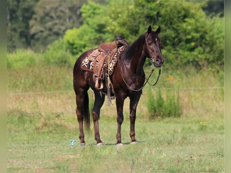 American Quarter Horse Wallach 13 Jahre 152 cm Brauner in Carthage, TX