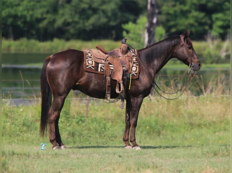 American Quarter Horse Wallach 13 Jahre 152 cm Brauner in Carthage, TX