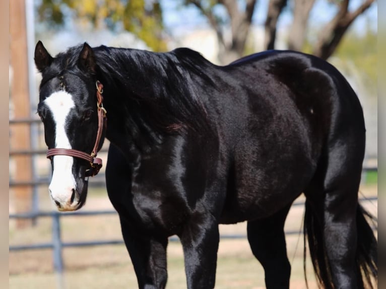 American Quarter Horse Wallach 13 Jahre 152 cm Brauner in Breckenridge TX