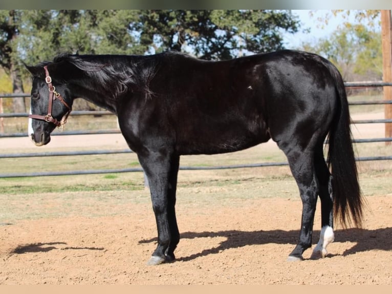 American Quarter Horse Wallach 13 Jahre 152 cm Brauner in Breckenridge TX