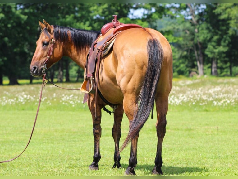 American Quarter Horse Mix Wallach 13 Jahre 152 cm Buckskin in Clarion, PA
