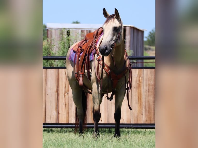 American Quarter Horse Wallach 13 Jahre 152 cm Buckskin in Jacksboro, TX