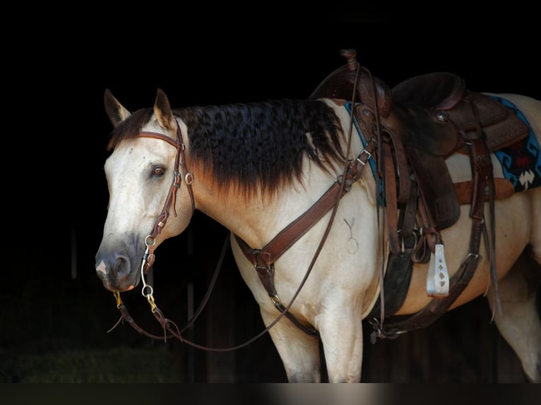 American Quarter Horse Wallach 13 Jahre 152 cm Buckskin in Needmore, PA
