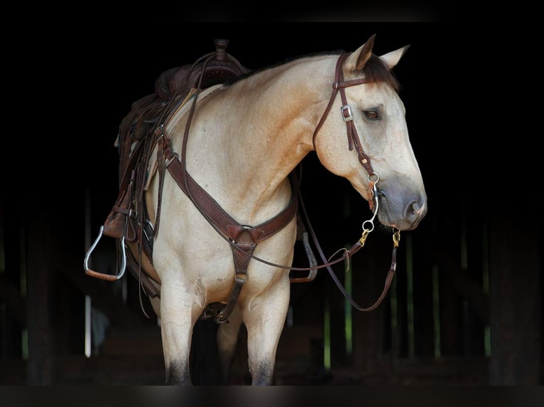 American Quarter Horse Wallach 13 Jahre 152 cm Buckskin in Needmore, PA
