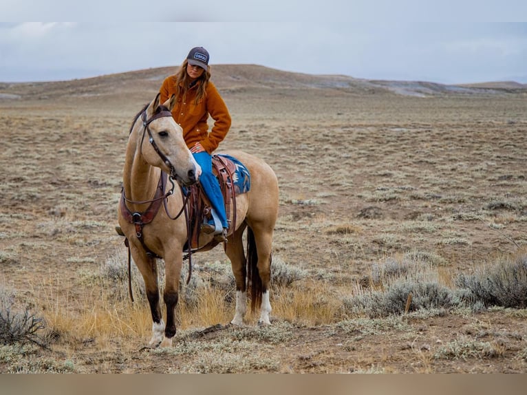 American Quarter Horse Mix Wallach 13 Jahre 152 cm Buckskin in Powell, WY