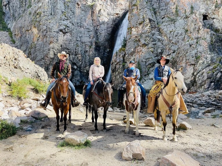American Quarter Horse Mix Wallach 13 Jahre 152 cm Buckskin in Powell, WY