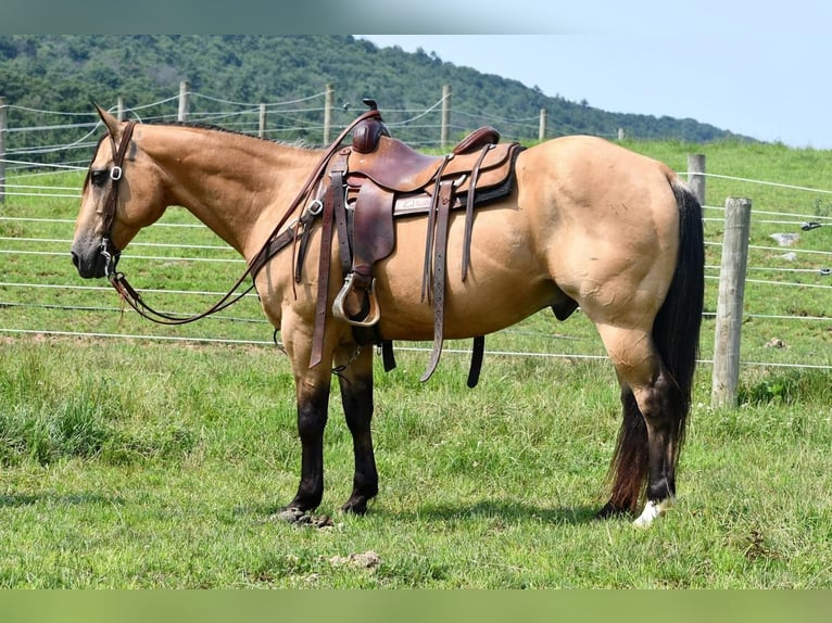 American Quarter Horse Wallach 13 Jahre 152 cm Buckskin in Rebersburg, PA