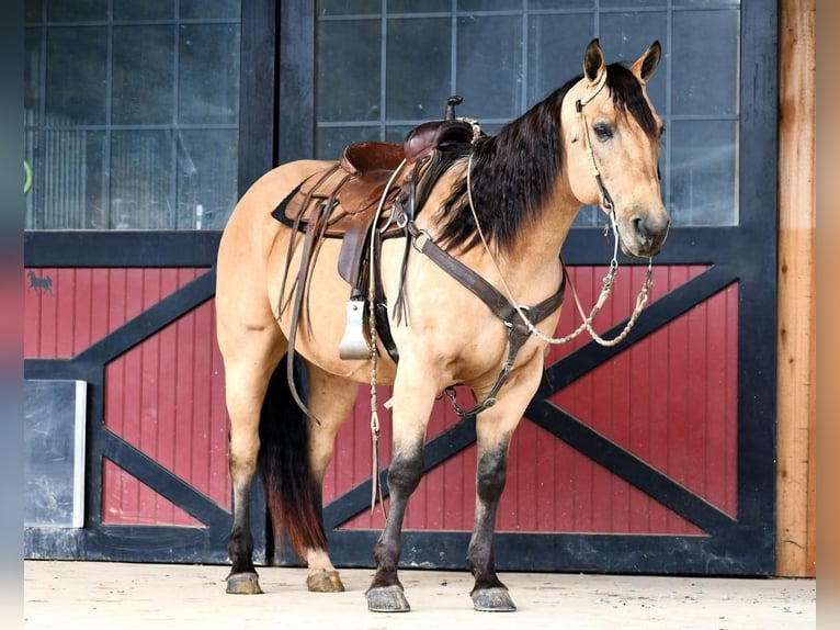 American Quarter Horse Wallach 13 Jahre 152 cm Buckskin in Rebersburg