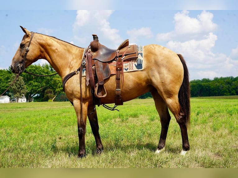 American Quarter Horse Wallach 13 Jahre 152 cm Buckskin in Valley Springs, SD