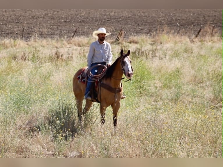 American Quarter Horse Wallach 13 Jahre 152 cm Buckskin in Tres Pinos