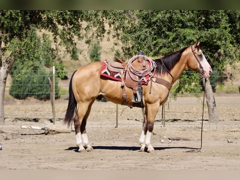 American Quarter Horse Wallach 13 Jahre 152 cm Buckskin in Tres Pinos