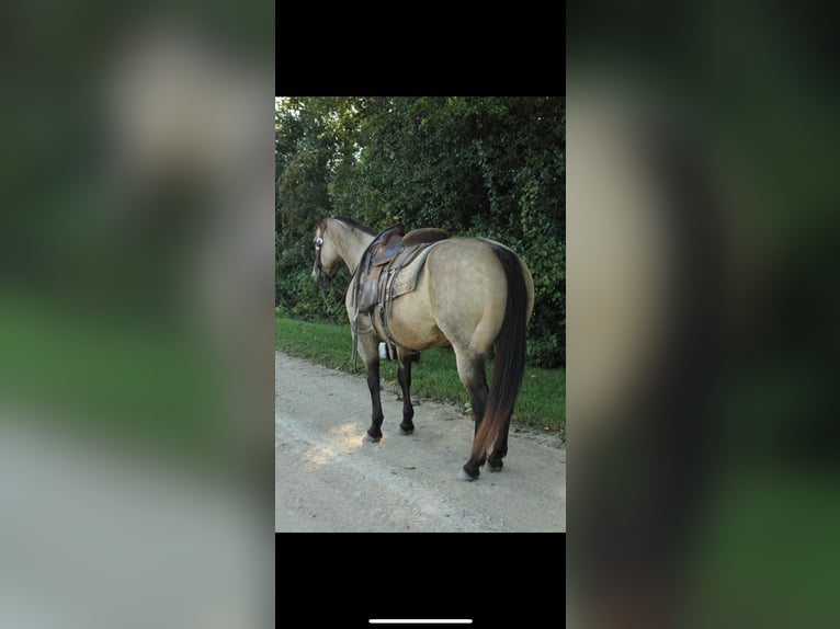 American Quarter Horse Wallach 13 Jahre 152 cm Buckskin in Fort Atkinson WI