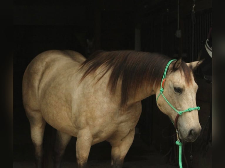 American Quarter Horse Wallach 13 Jahre 152 cm Buckskin in Fort Atkinson WI