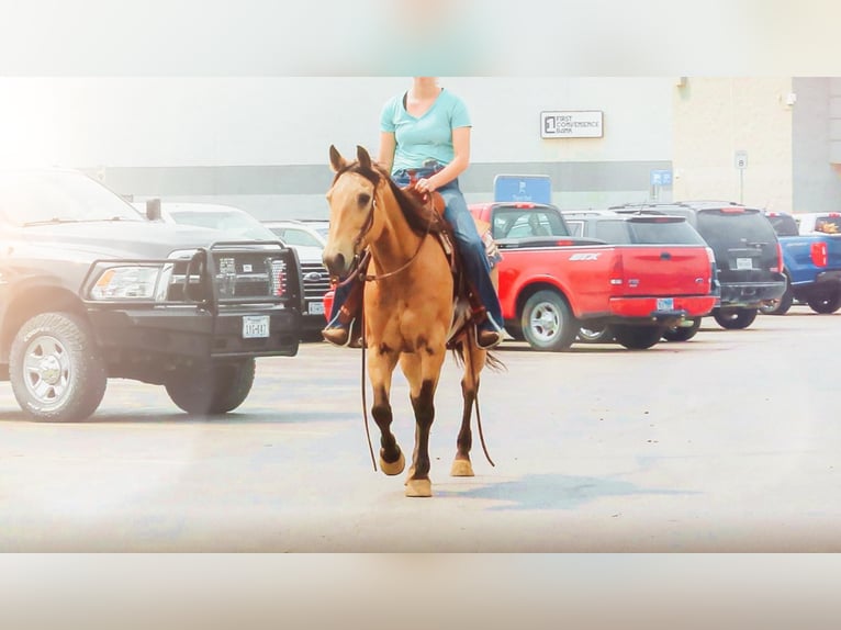 American Quarter Horse Wallach 13 Jahre 152 cm Buckskin in Bluff Dale, TX
