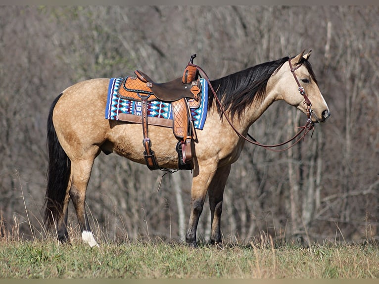 American Quarter Horse Wallach 13 Jahre 152 cm Buckskin in Brodhead KY