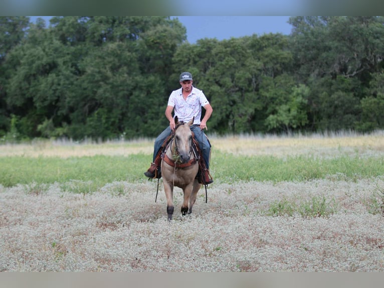 American Quarter Horse Wallach 13 Jahre 152 cm Buckskin in Lipan TX