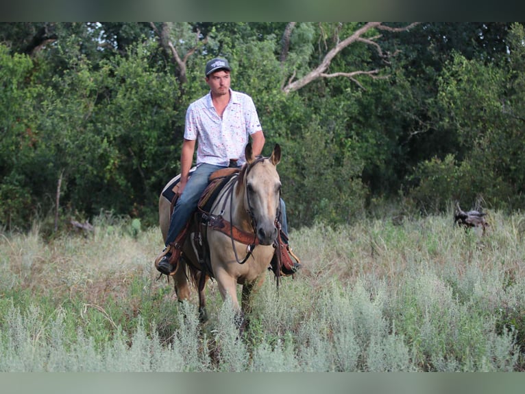 American Quarter Horse Wallach 13 Jahre 152 cm Buckskin in Lipan TX