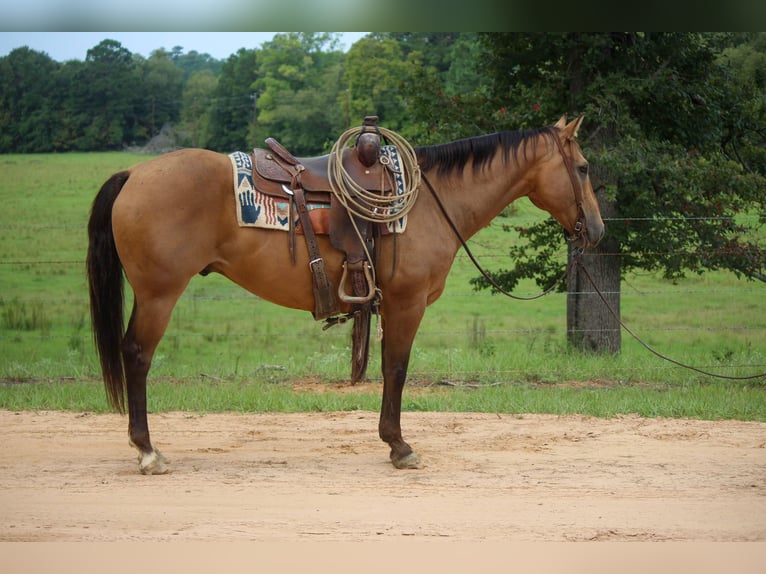 American Quarter Horse Wallach 13 Jahre 152 cm Buckskin in rUSK tx