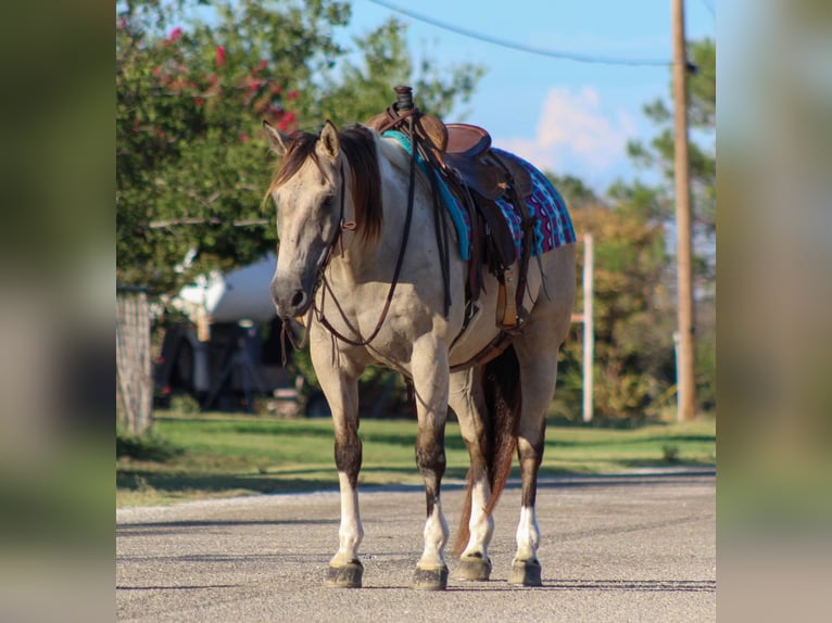 American Quarter Horse Wallach 13 Jahre 152 cm Buckskin in Stephenville TX