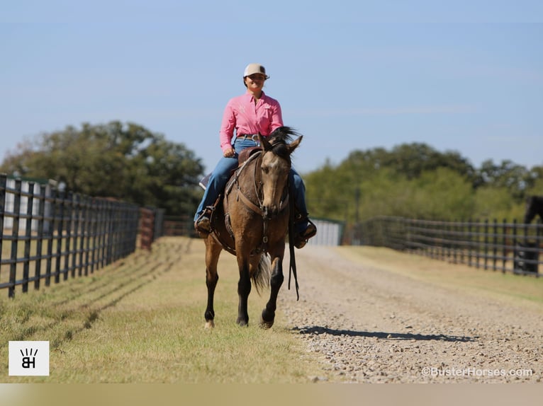 American Quarter Horse Wallach 13 Jahre 152 cm Buckskin in Weatherford TX