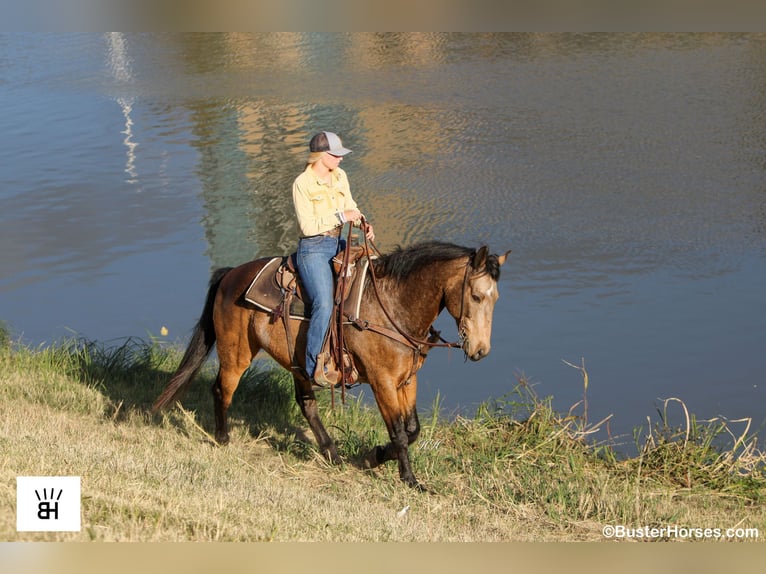 American Quarter Horse Wallach 13 Jahre 152 cm Buckskin in Weatherford TX