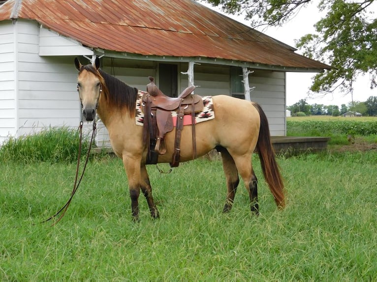 American Quarter Horse Wallach 13 Jahre 152 cm Buckskin in Hope Al