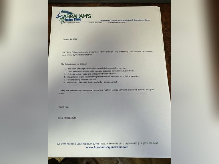 American Quarter Horse Wallach 13 Jahre 152 cm Cremello in Lisbon IA