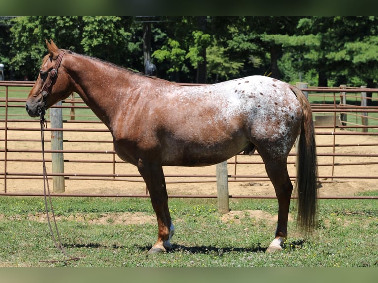 American Quarter Horse Wallach 13 Jahre 152 cm Dunkelfuchs in Rineyville KY