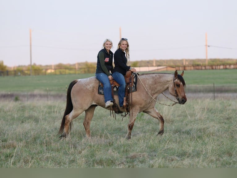 American Quarter Horse Wallach 13 Jahre 152 cm Falbe in Mineral Wells