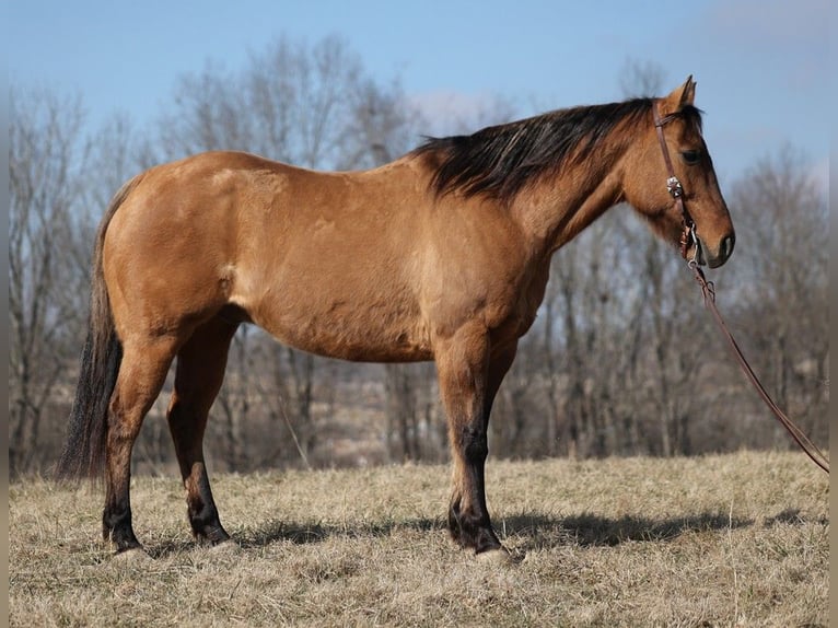 American Quarter Horse Wallach 13 Jahre 152 cm Falbe in Brodhead KY