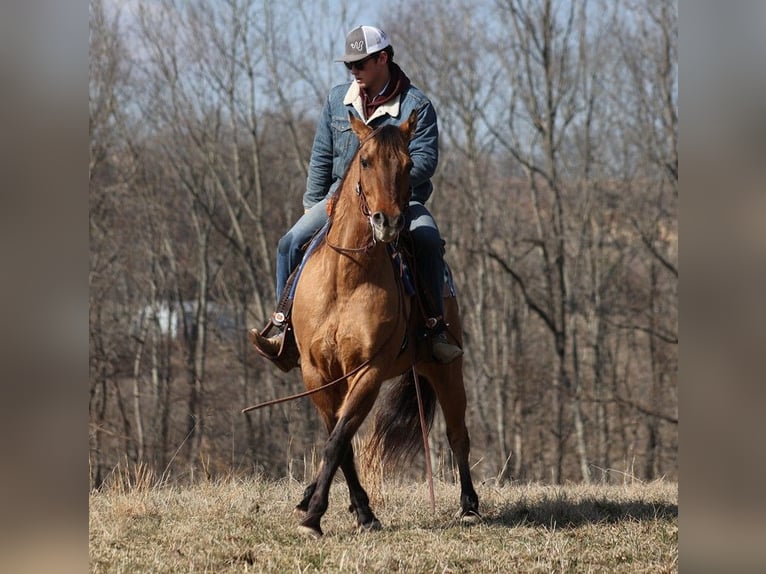 American Quarter Horse Wallach 13 Jahre 152 cm Falbe in Brodhead KY