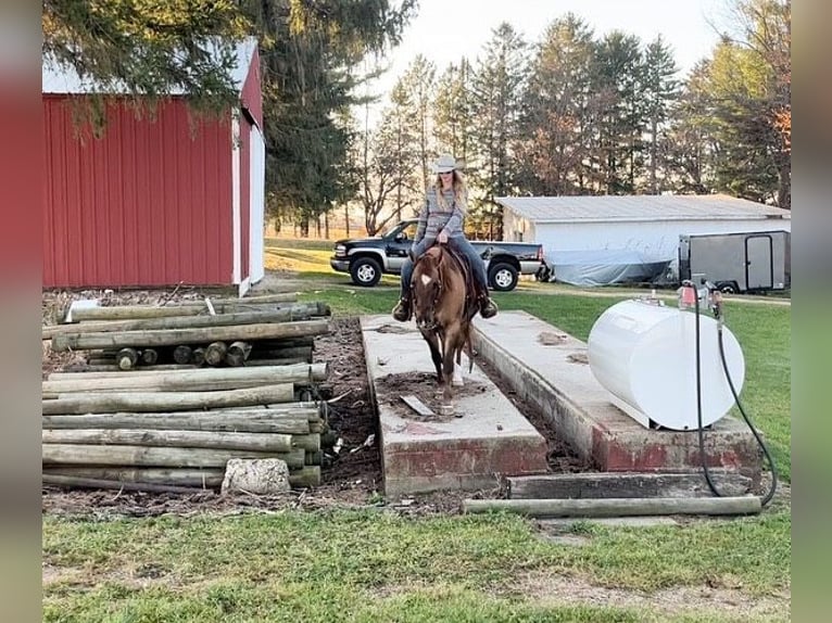 American Quarter Horse Wallach 13 Jahre 152 cm Falbe in River Falls WI