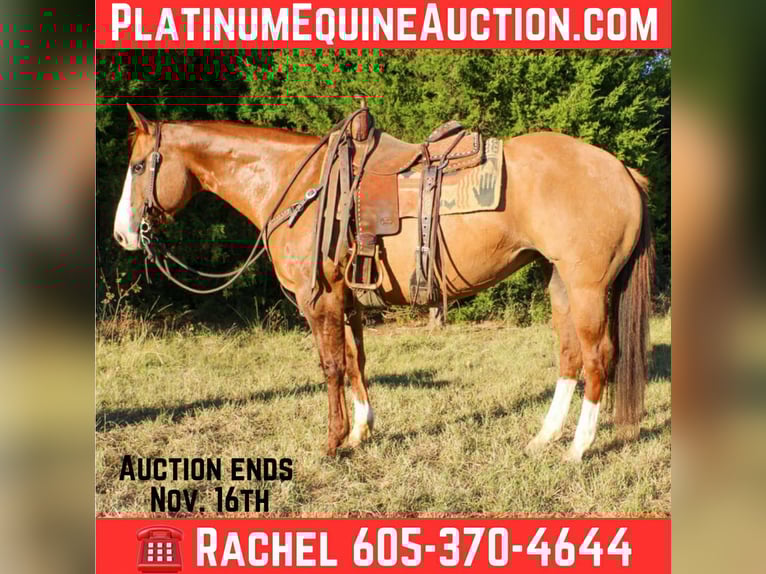American Quarter Horse Wallach 13 Jahre 152 cm Falbe in Rusk TX
